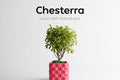 Chesterra